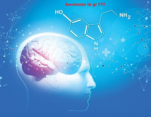 Serotonin giúp điều chỉnh tâm trạng, cảm xúc và giấc ngủ hàng ngày